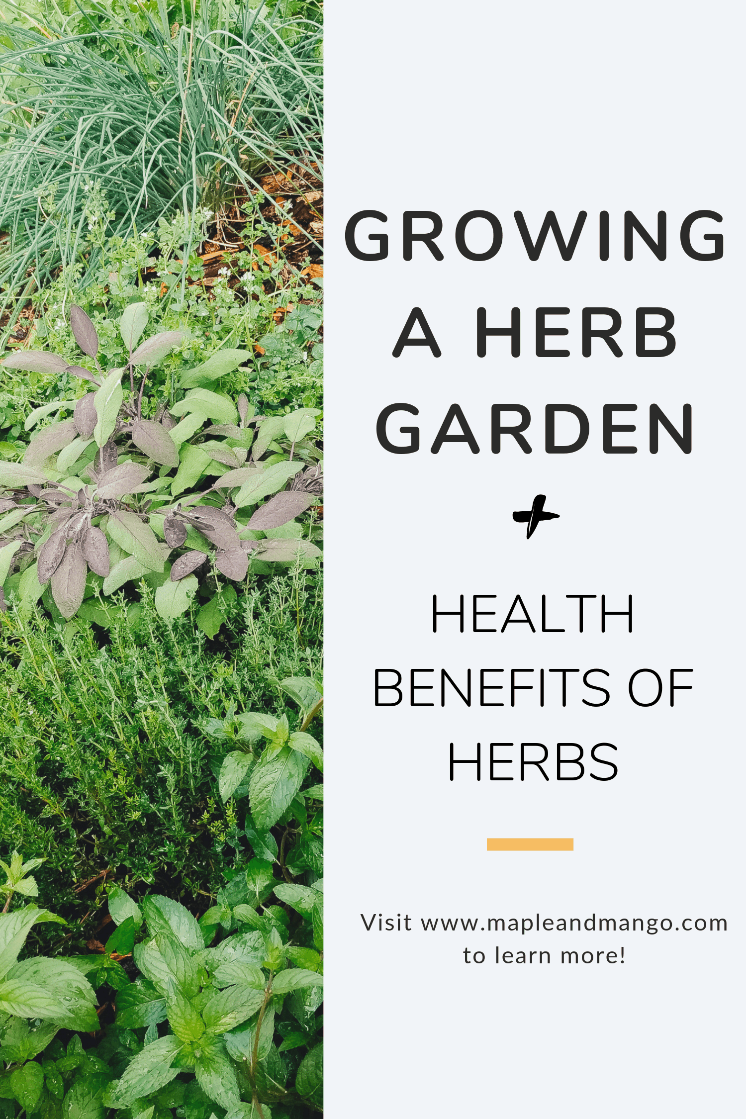 Growing A Herb Garden Health Benefits Of Herbs Maple Mango