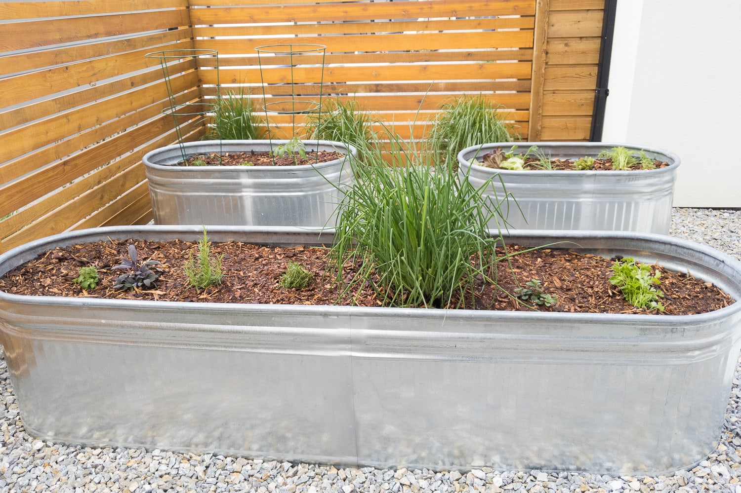 three galvanized steel planters with young herbs