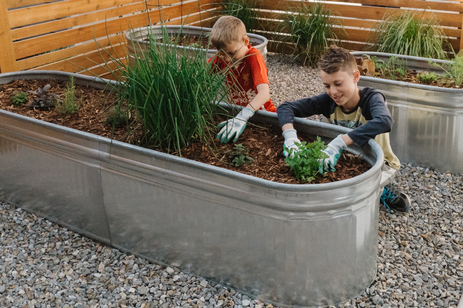 two boys planting herbs in galvanized steel planter