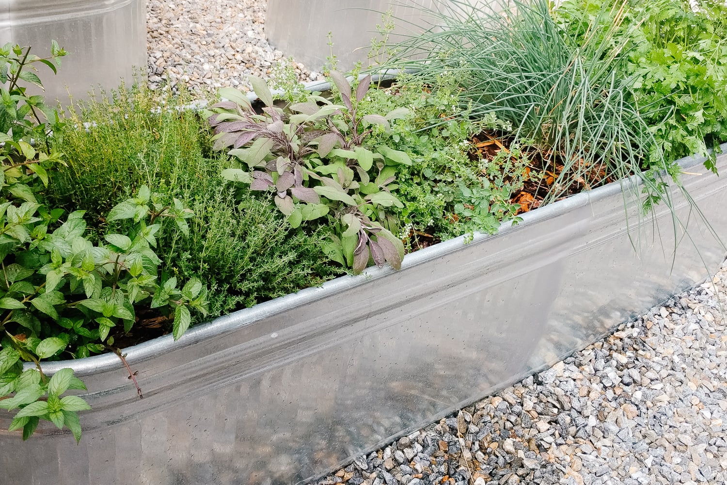 galvanized steel planter filled with a variety of fresh herbs