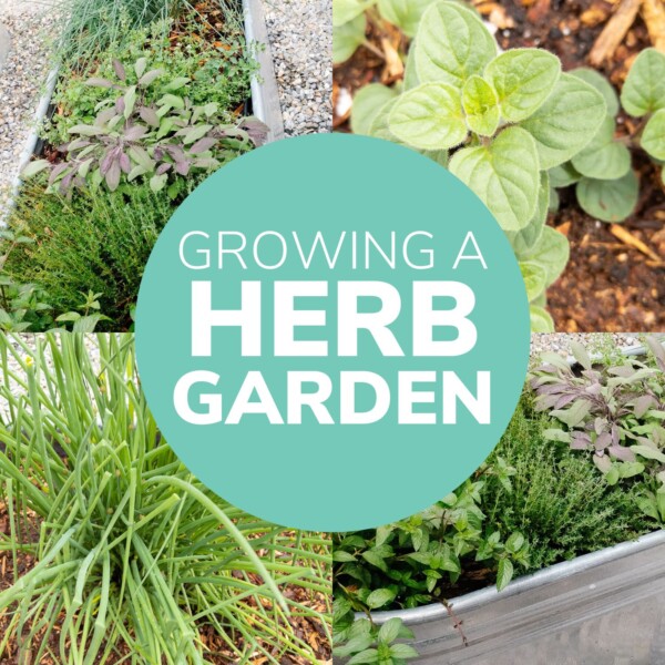 Photo collage of fresh herbs with text overlay that reads "Growing A Herb Garden".