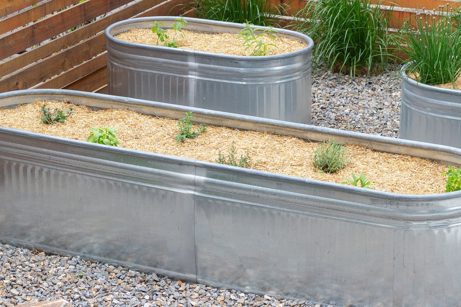Steel container garden with new herbs planted.