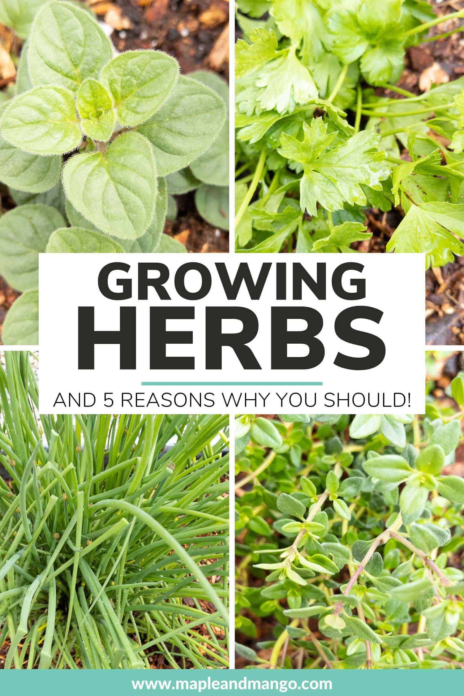 Photo collage graphic of fresh herbs with text overlay that reads "Growing Herbs and 5 Reasons Why You Should".