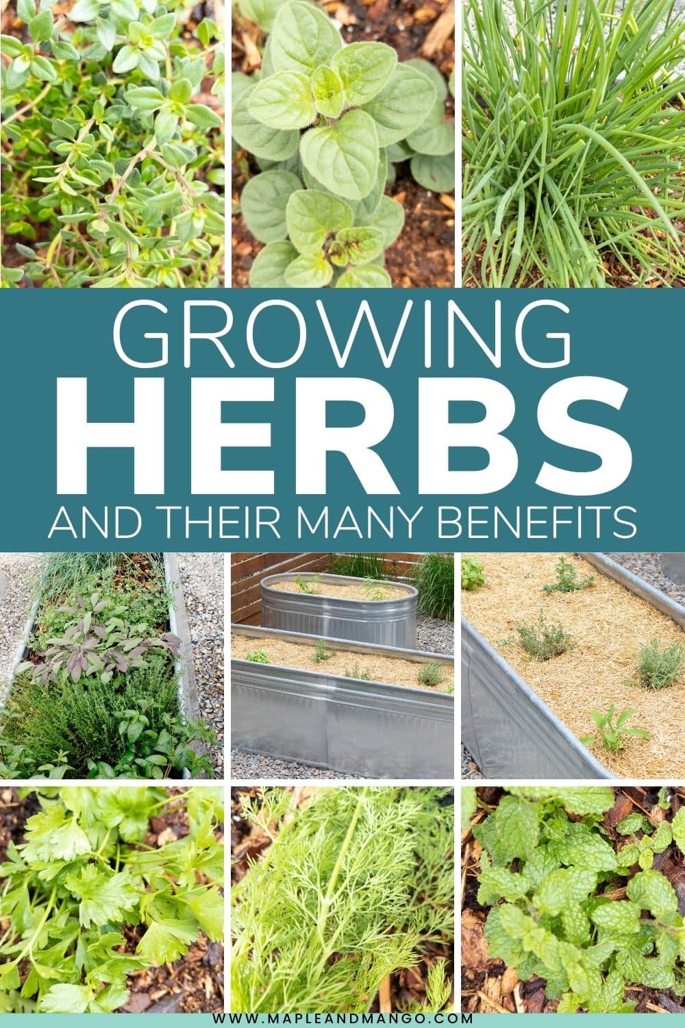Pinterest collage graphic for Growing Herbs and Their Many Benefits post.