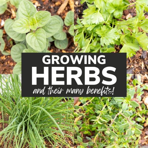 Photo collage of fresh herbs with text overlay that reads "Growing Herbs and Their Many Benefits!".