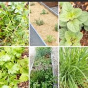 Pinterest collage graphic for growing herbs post.