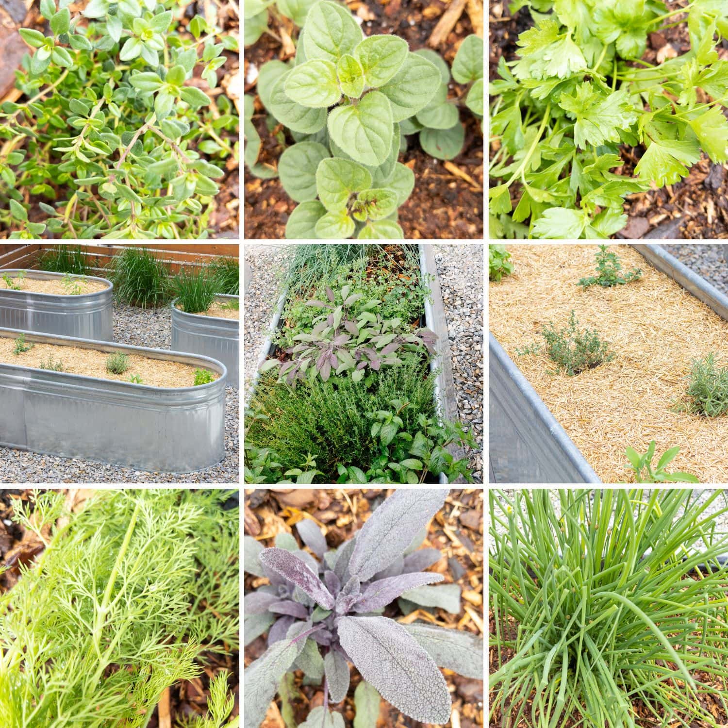 Photo collage of fresh herbs and herb gardens.