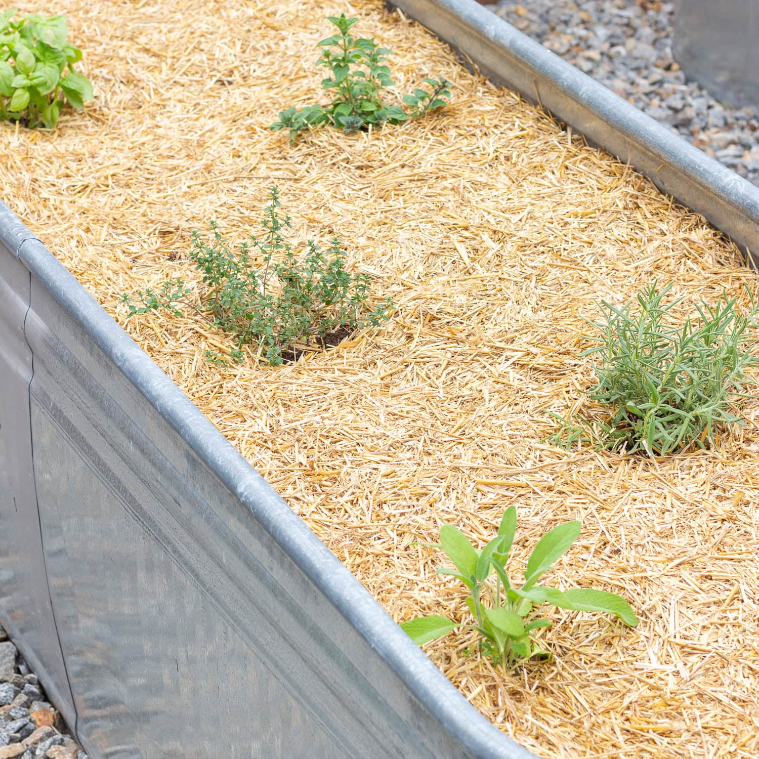 Newly planted herb garden in a raised container with straw mulch.