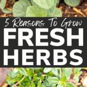 Pinterest collage graphic for reasons to grow fresh herbs.