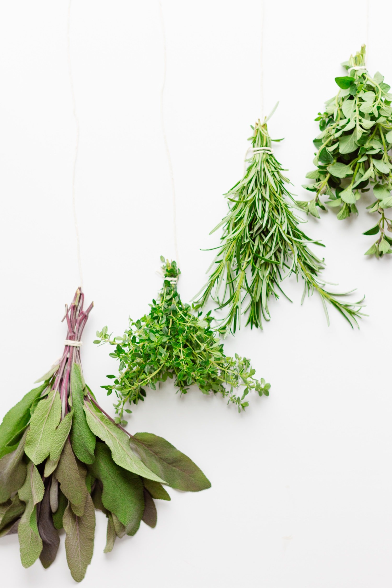 Bundles of sage, thyme, rosemary and oregano tied with kitchen twine