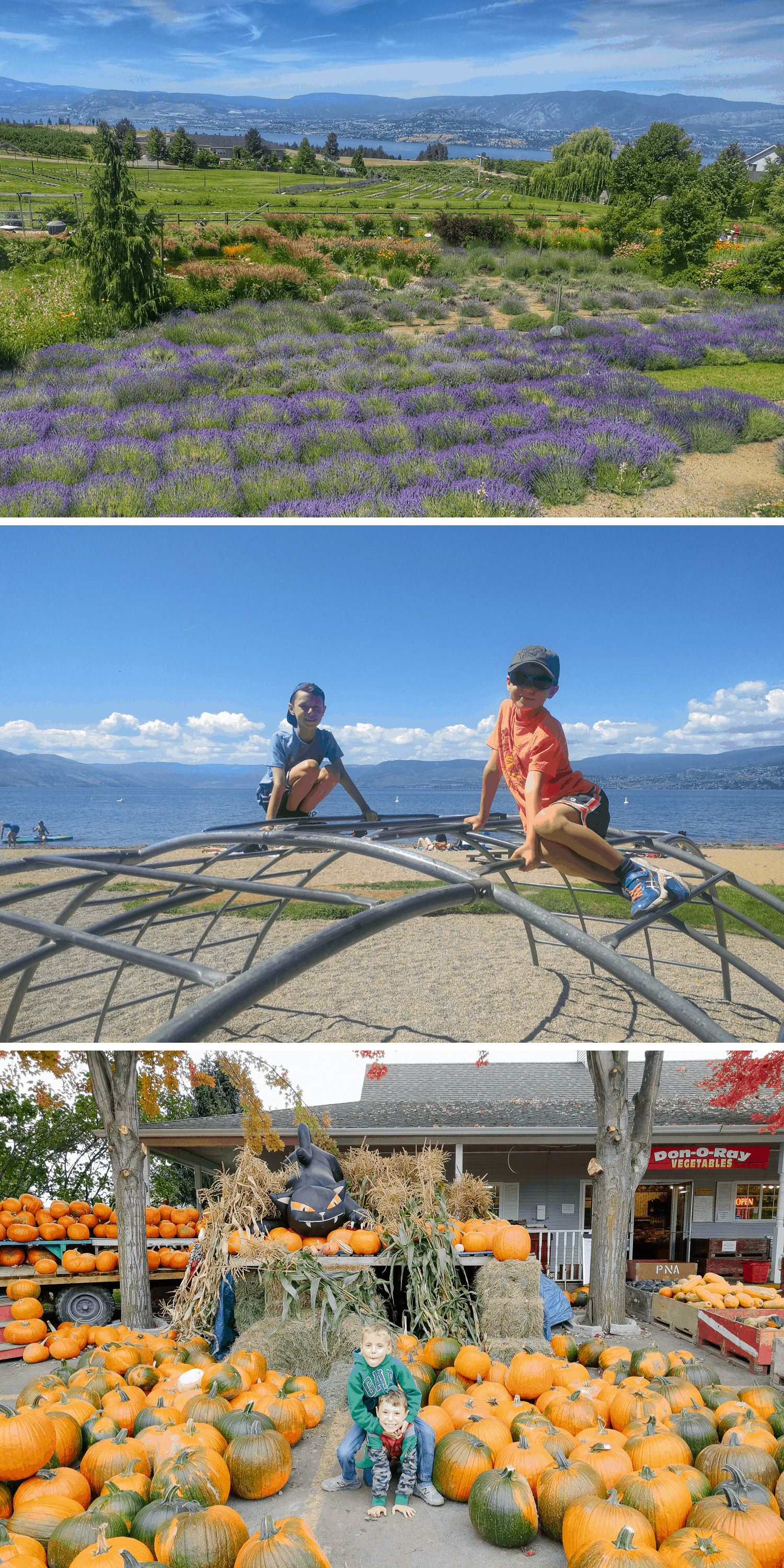 Three photos of Kelowna: lavender field, playground and pumpkins.