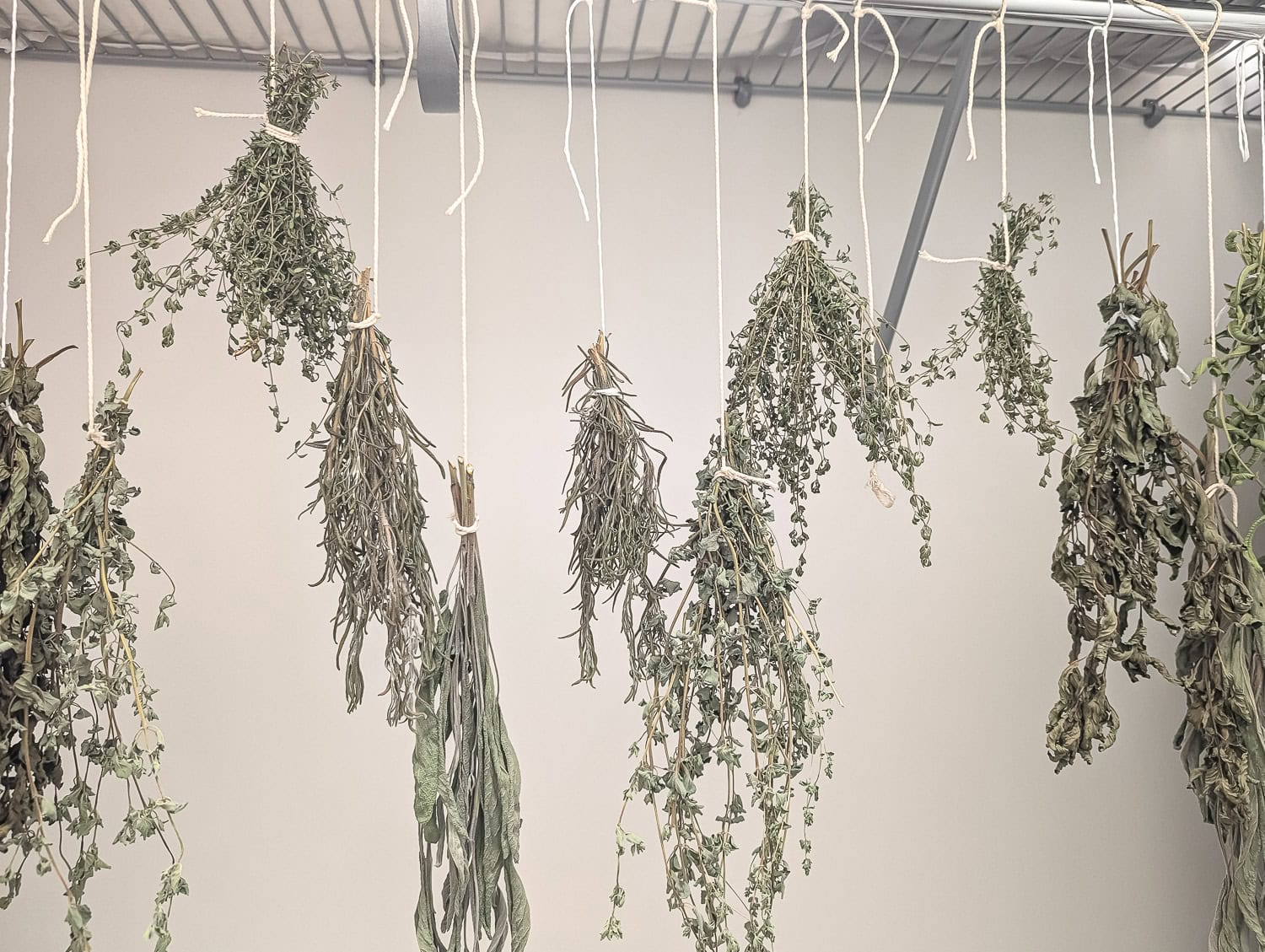 Dried herb bundles hanging upside down in closet.