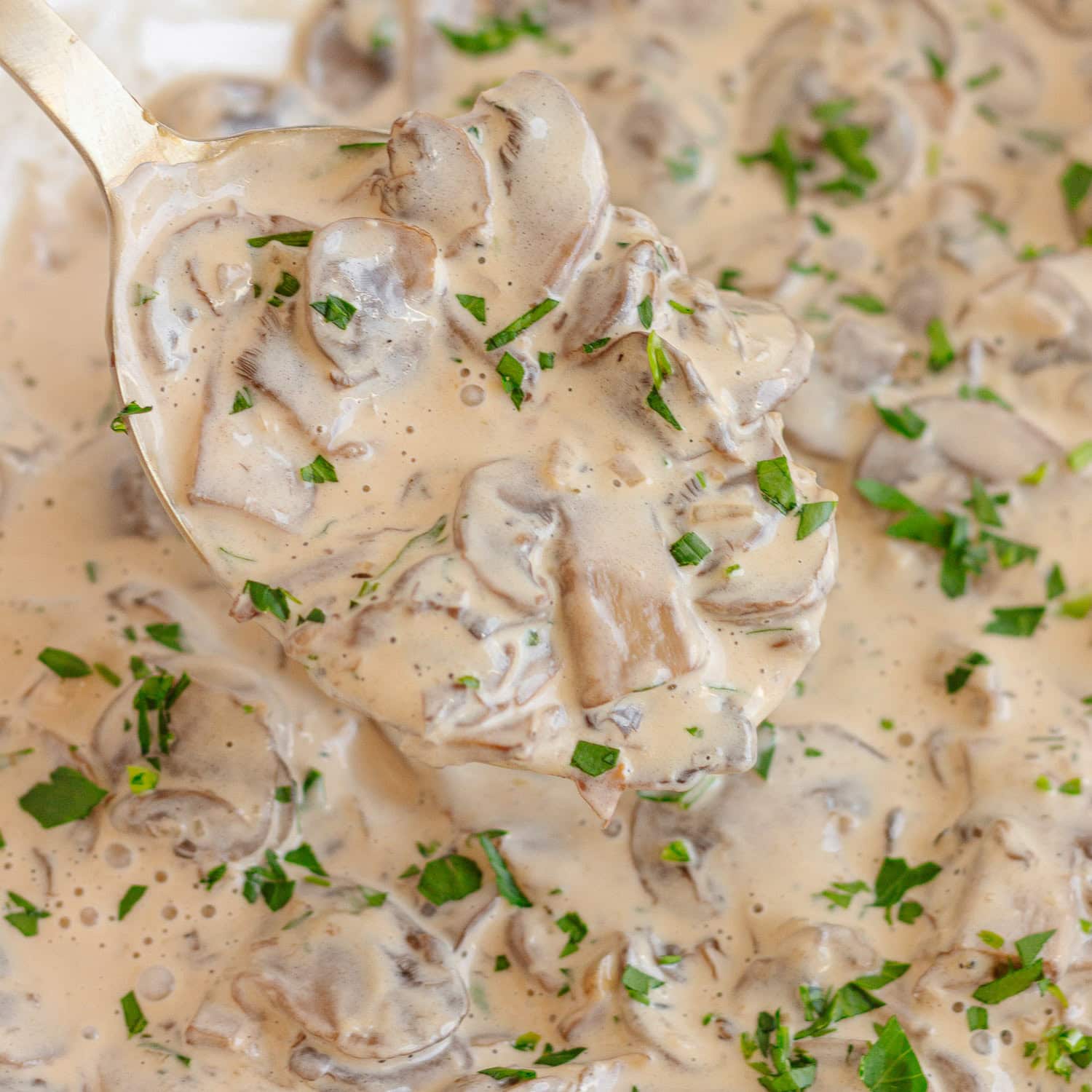 Spoon lifting up mushroom cream sauce.